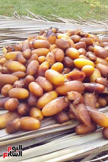 نوع من البلح
