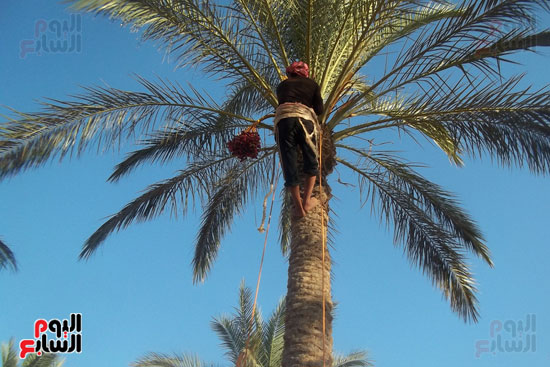  جنى النخيل