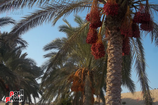  نخيل شمال سيناء