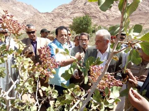 محافظ جنوب سيناء يتفقد مزرعة النموذجية بسانت كاترين التي تنتج اللوز و الفستق