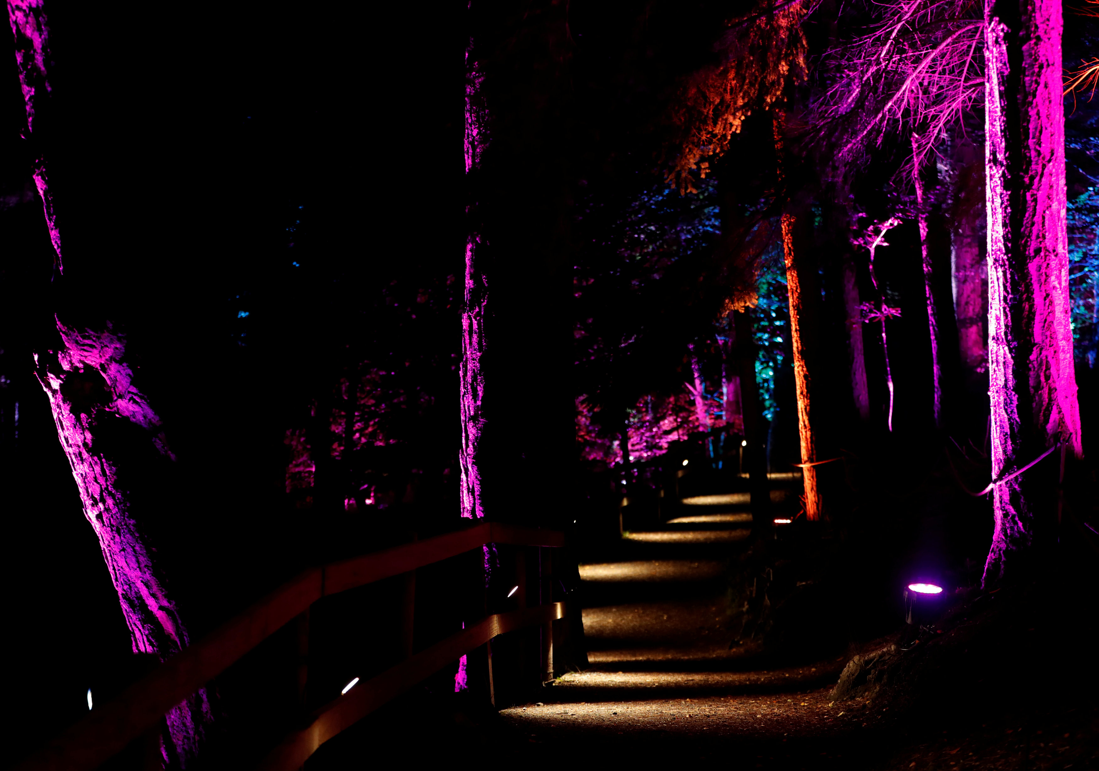 إضاءة جميلة داخل الغابة