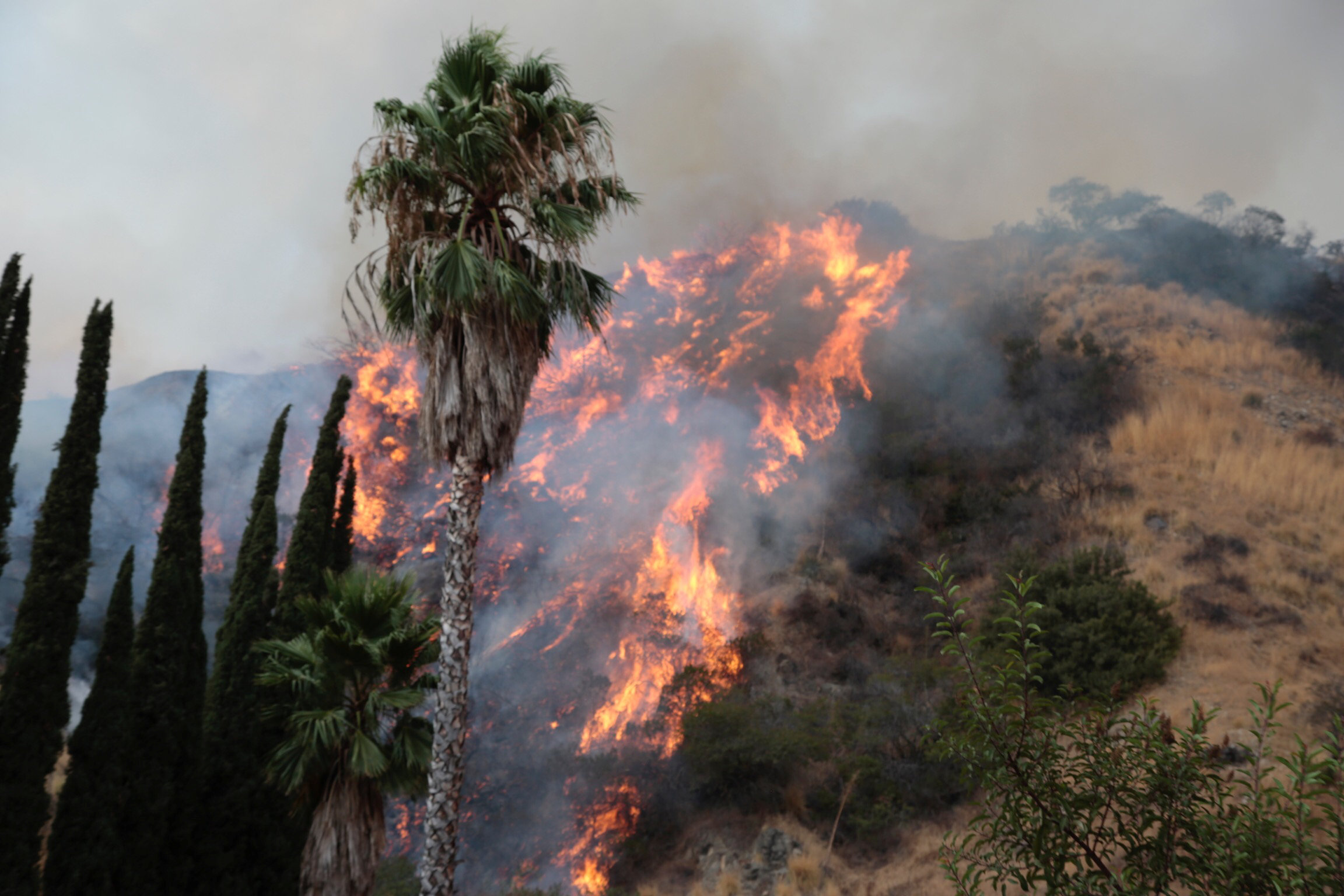 النيران تلتهم الأشجار فى كاليفورنيا