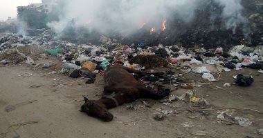 القمامة والحيوانات النافقة بشوارع بشتيل