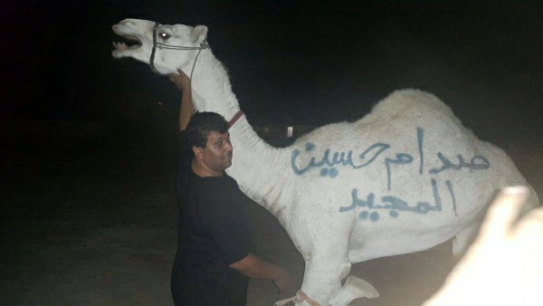 جمل على روح صدام حسين جمل على روح صدام حسين