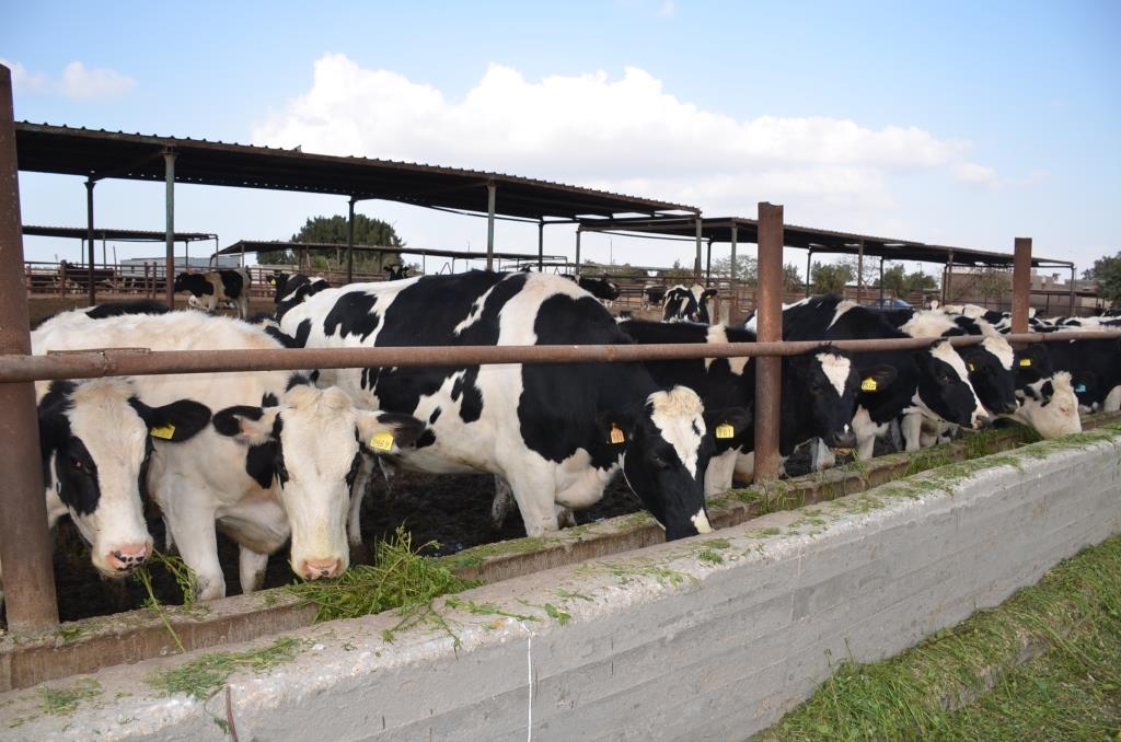 6- تسمين المواشى بالمزرعة