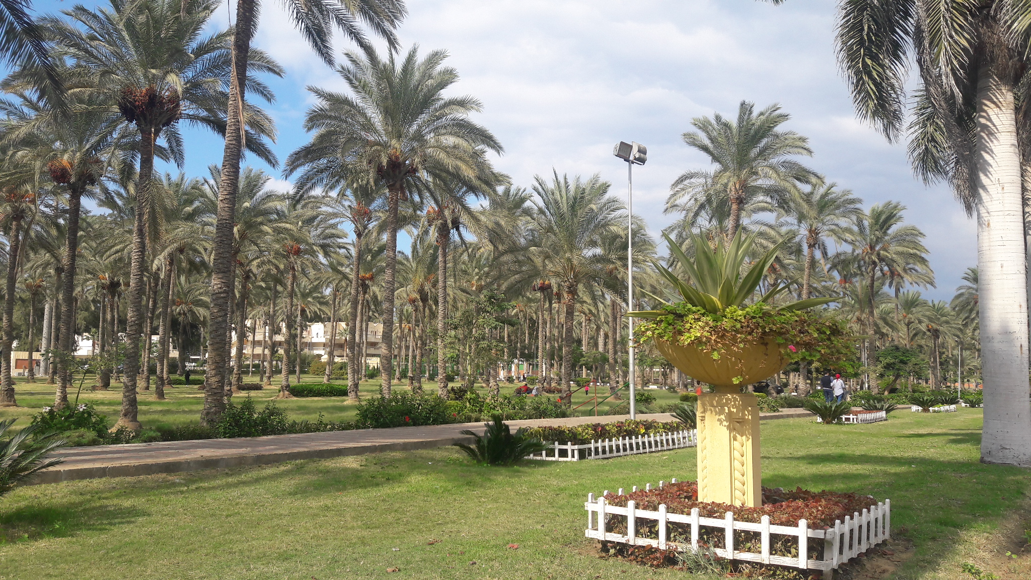 أشجار ونباتات نادرة بحادث المنتزه التراثية أشجار ونباتات نادرة بحادث المنتزه التراثية