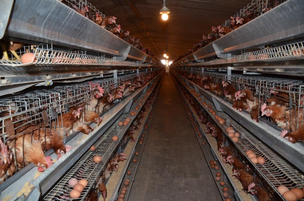 5- جانب من  عنبر الدواجن بالمزرعة