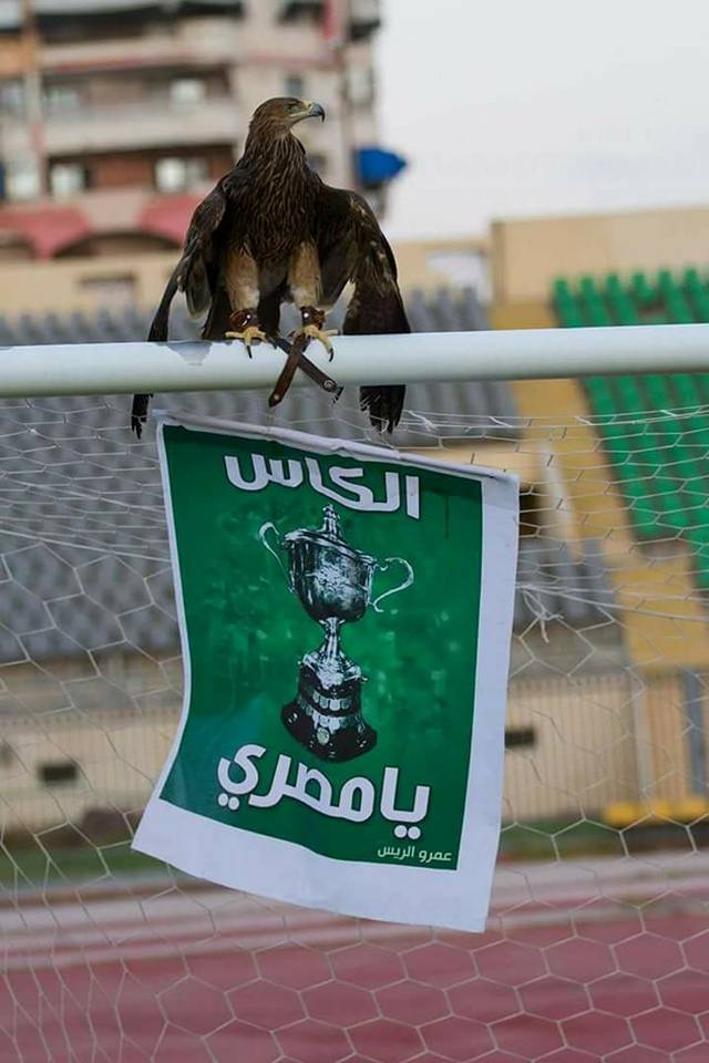 جماهير المصرى تطالب بالسوبر جماهير المصرى تطالب بالسوبر