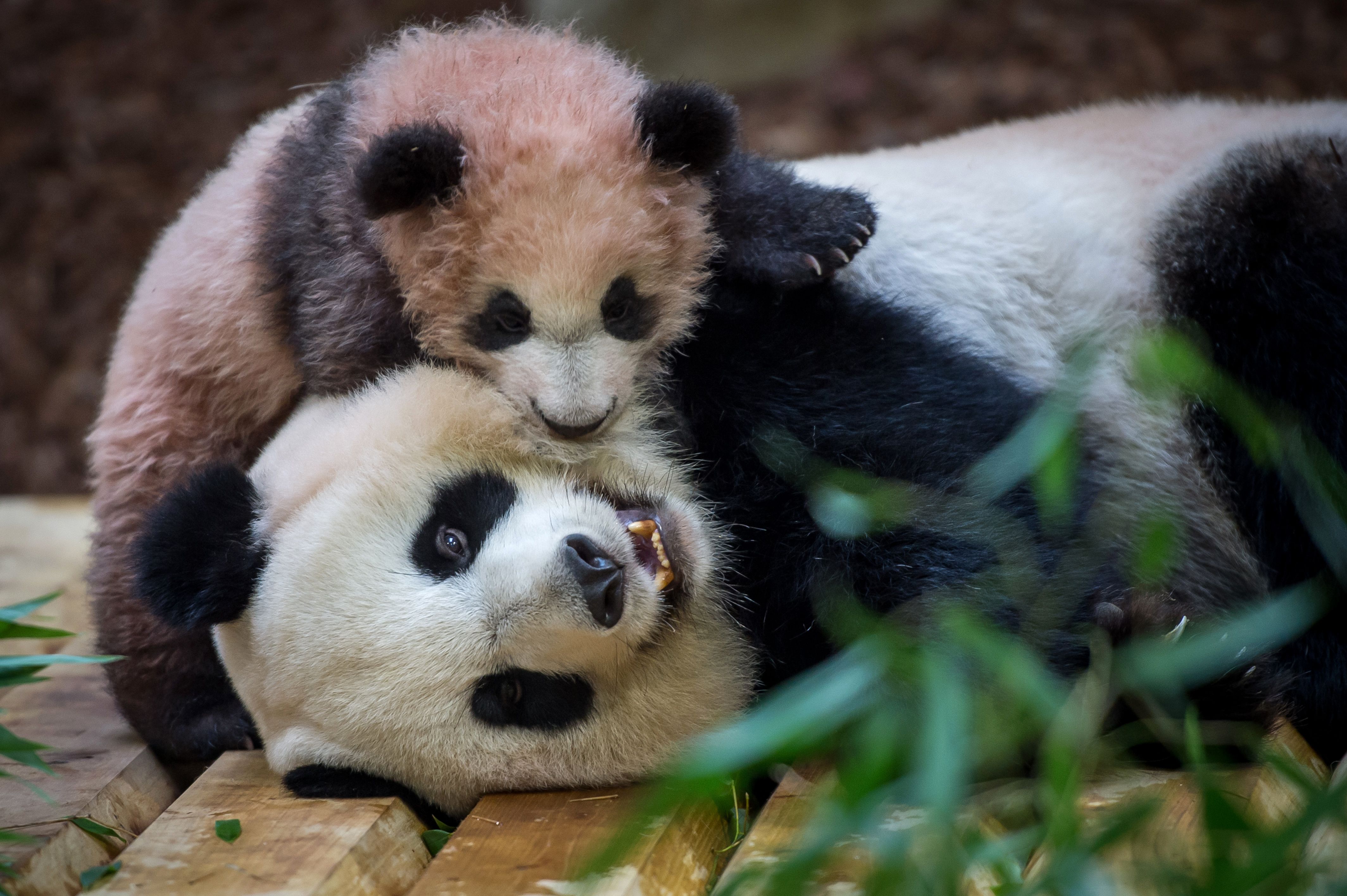 الباندا الصغيرة مع والدتها فى حديقة حيوان فرنسا