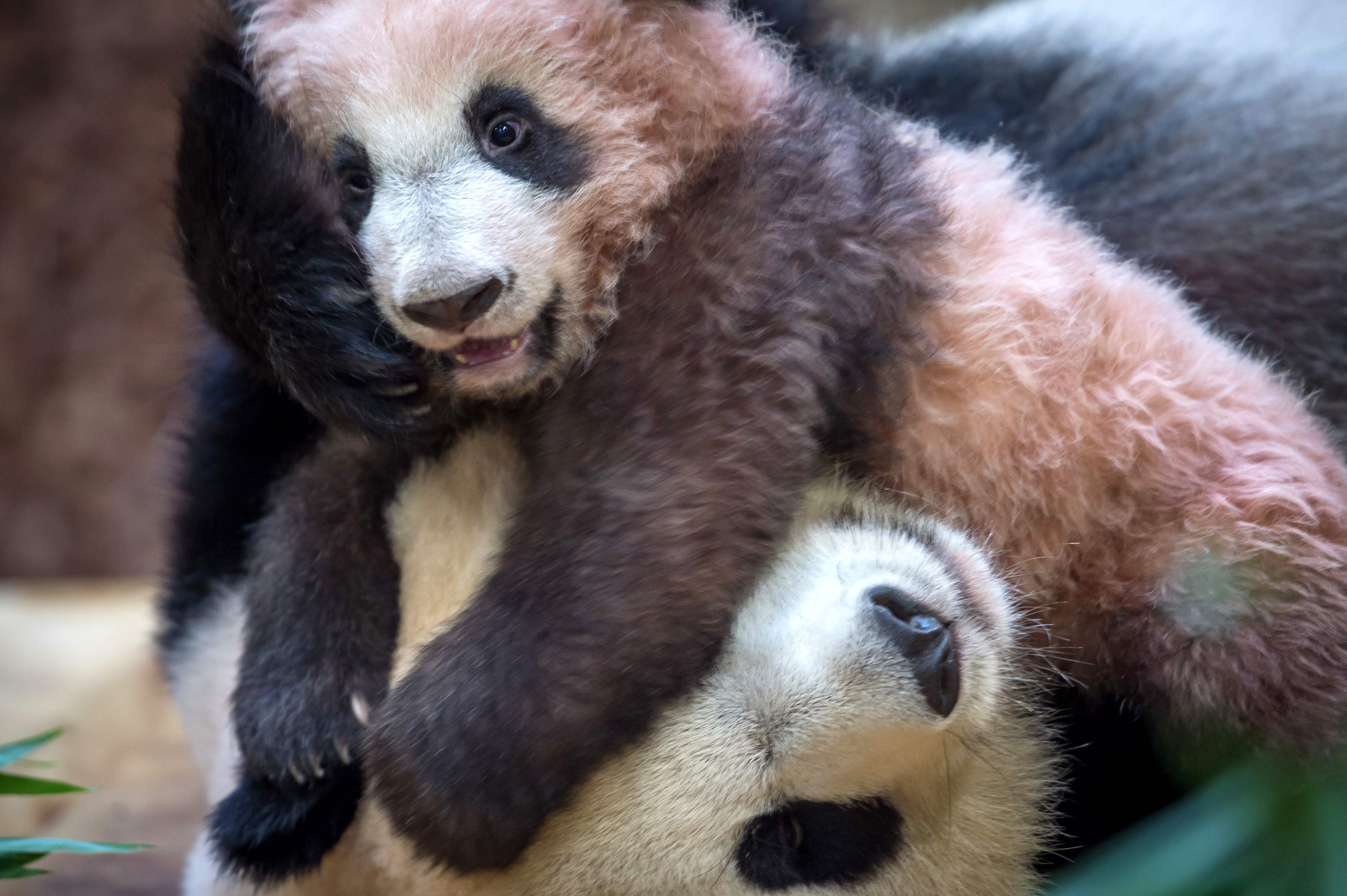 الباندا الصغيرة مع والدتها