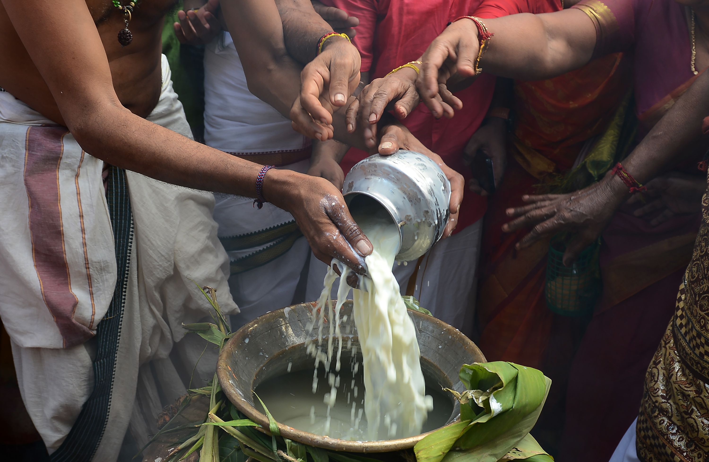 تقديم أرز بلبن للطبيعة فى مهرجان البونجال