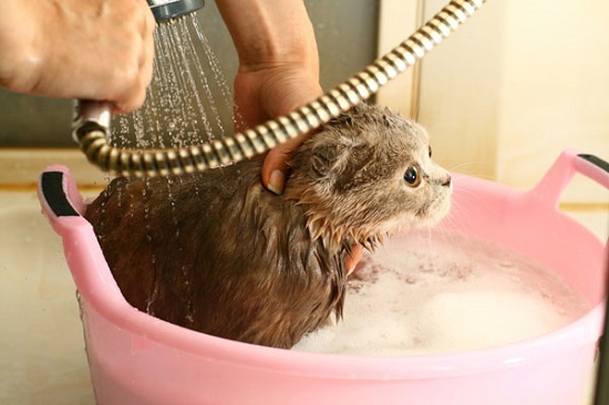 طريقة-استحمام-القطط-بالتفصيل-في-كافة-مراحل-عمرها