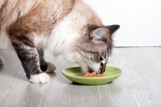 A-fluffy-cat-eating-wet-food-off-of-a-dish