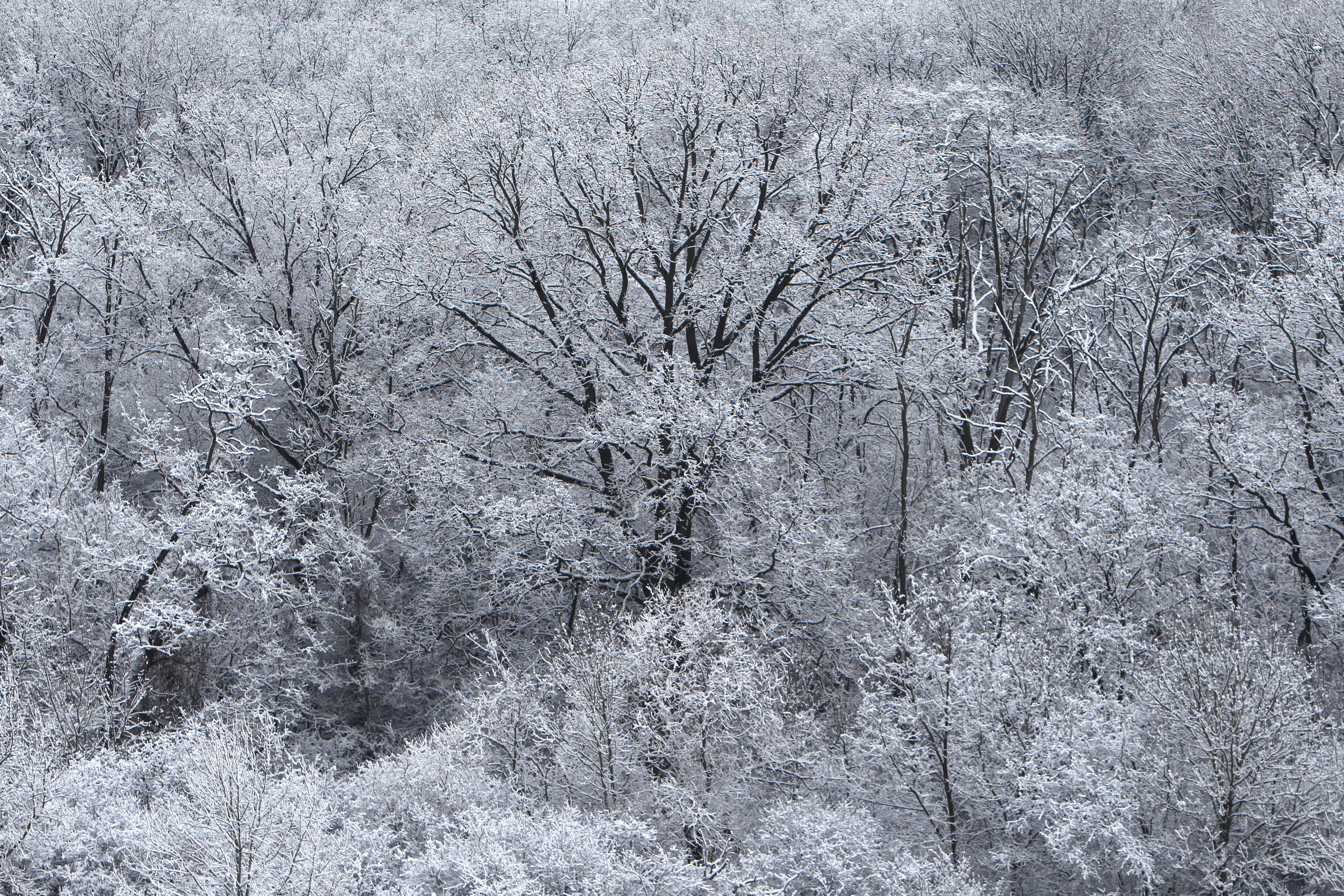 الثلوج تغطى الأشجار