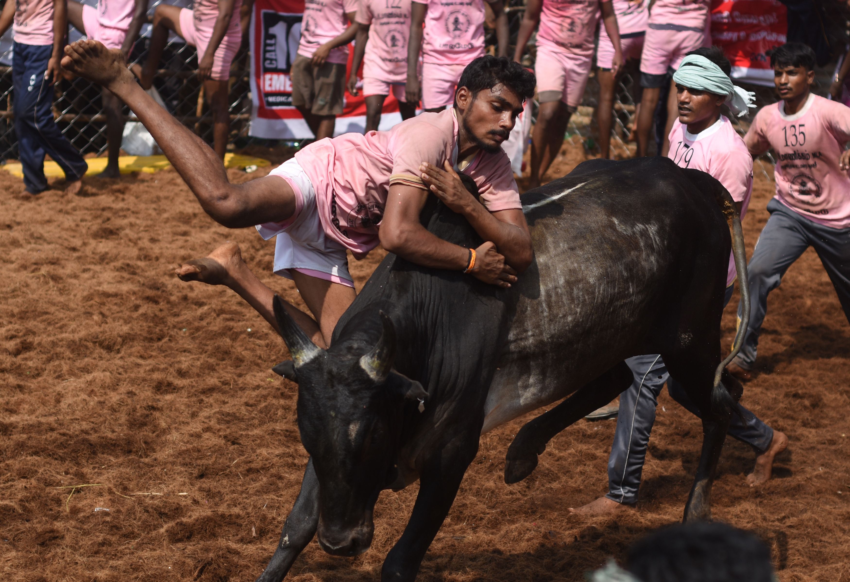 محاولة السيطرة على ثور هائج