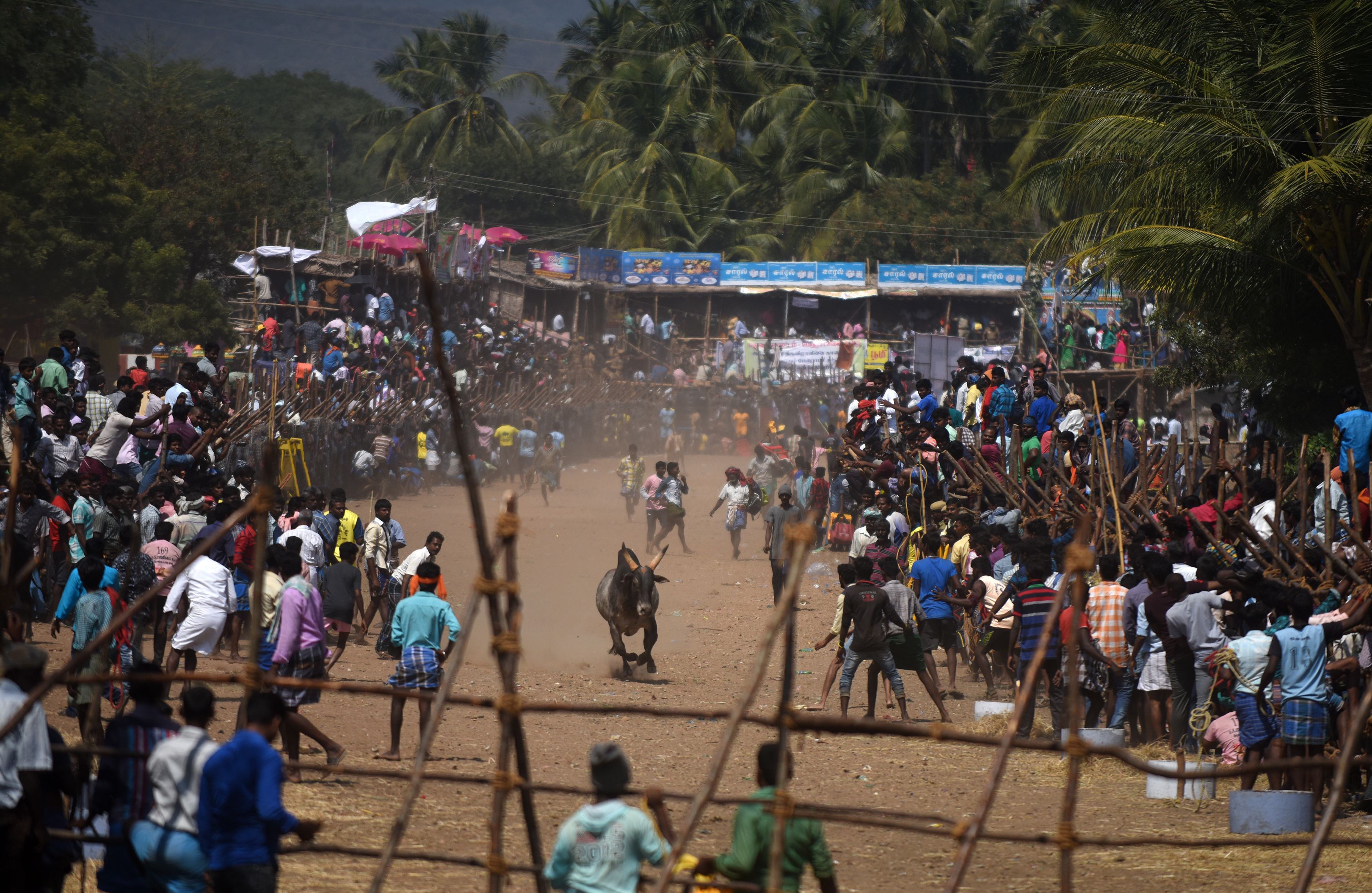 انطلاق مهرجان السيطرة على الثيران الهائجة فى الهند