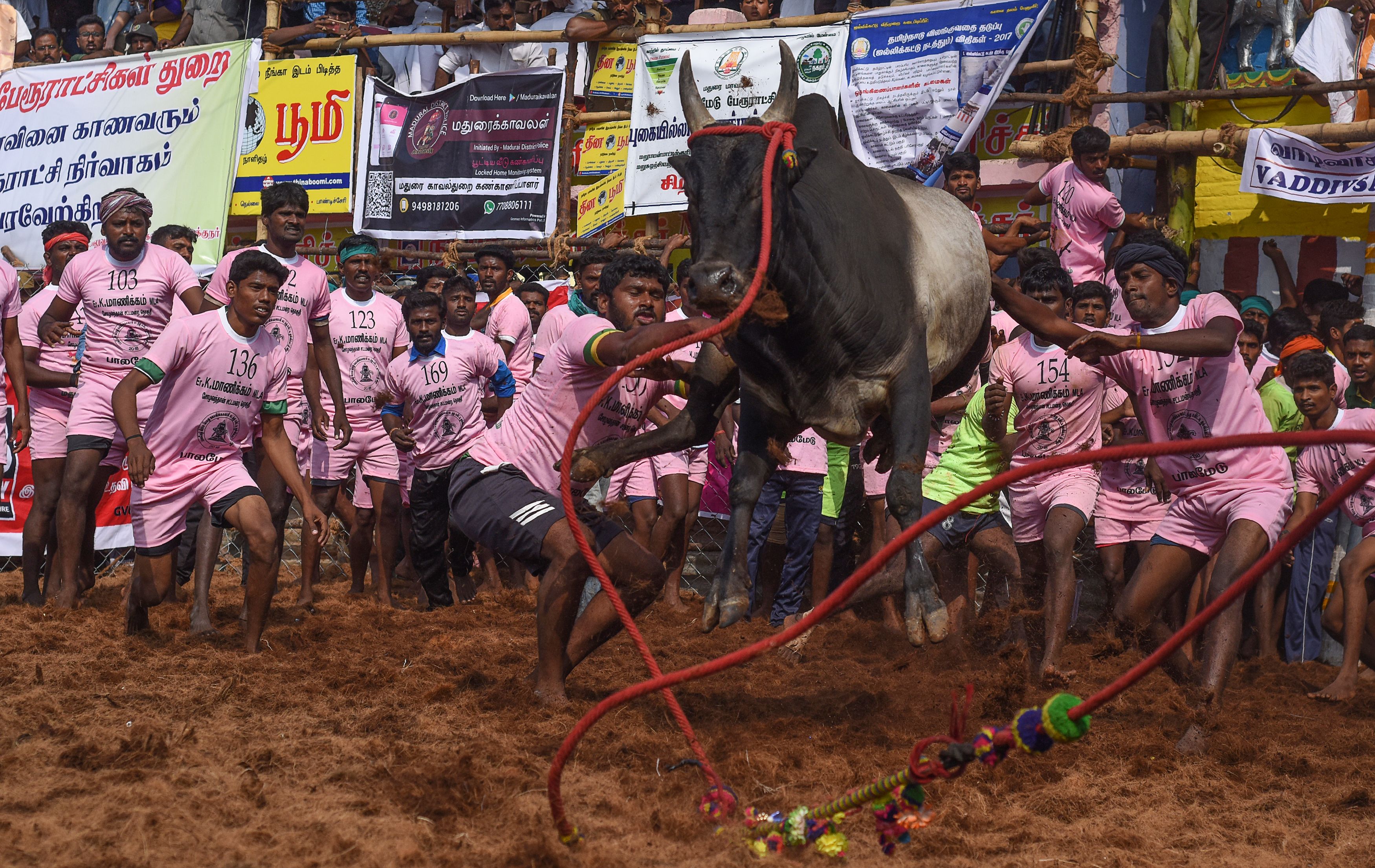 مجموعة من الشبان يحاولون السيطرة على ثور