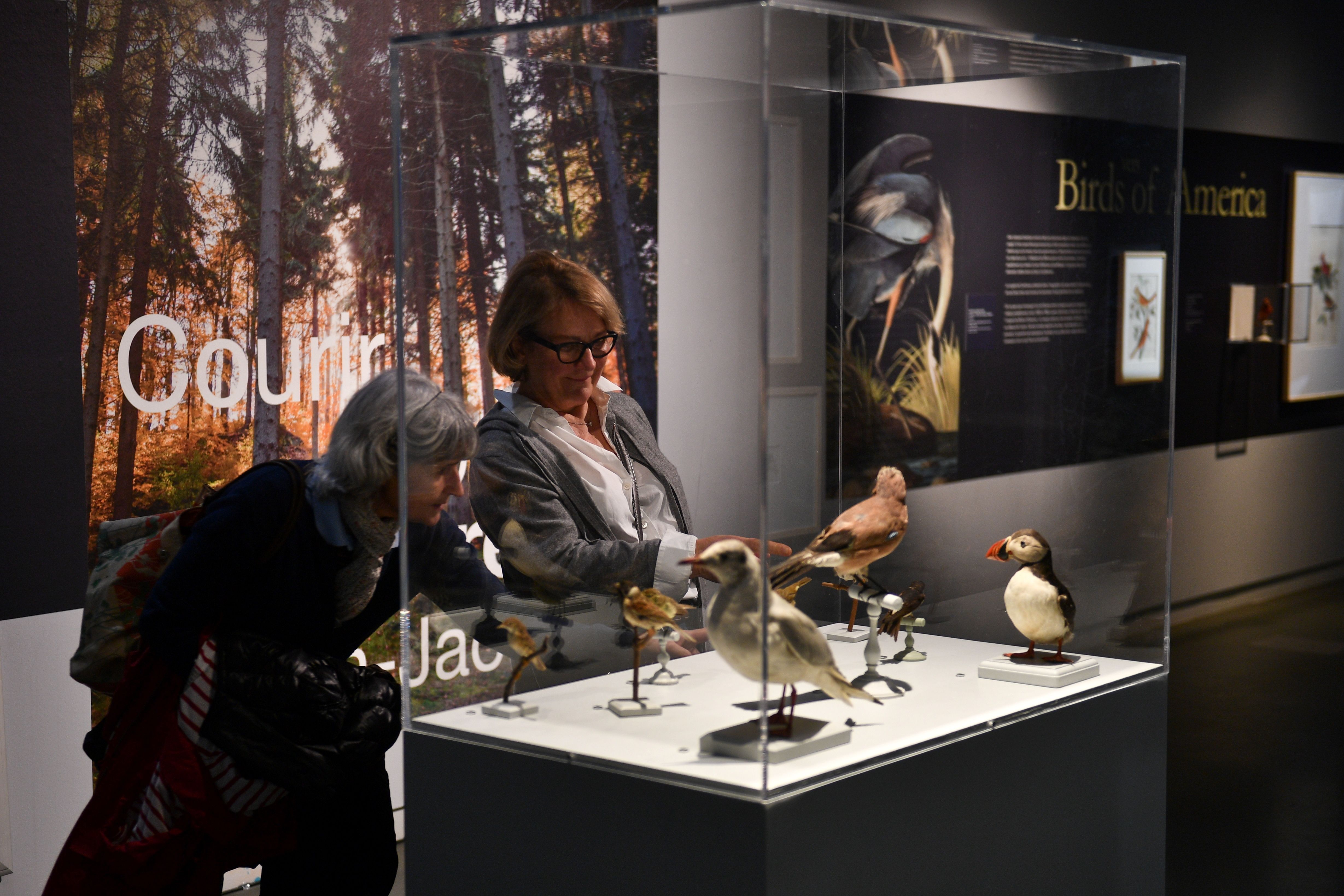 متحف لعلم الطيور (1)