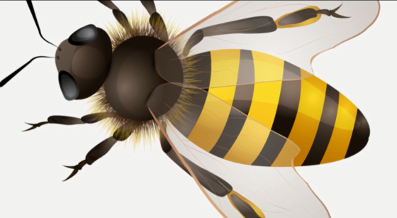 النحلة عندها كام عين (3)