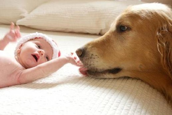 Dog-pic-dog-licking-newborn
