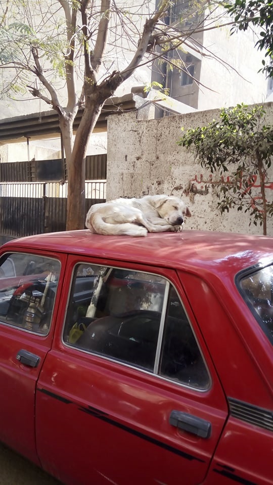 الكلاب فى شارع مسجد الشهداء