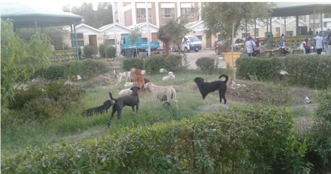الكلاب الضالة فى جامعة أسوان