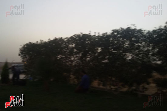 الورود والأشجار