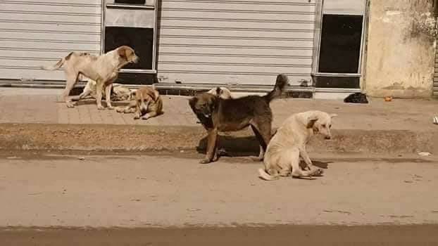تجمعات من الكلاب فى الشارع تهدد المارة