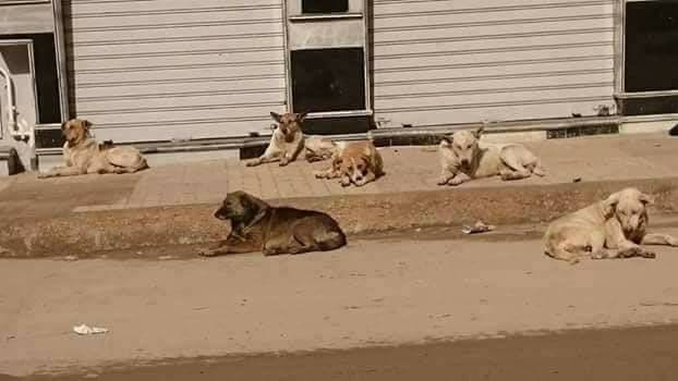 الكلاب فى شارع محمد نجيب 