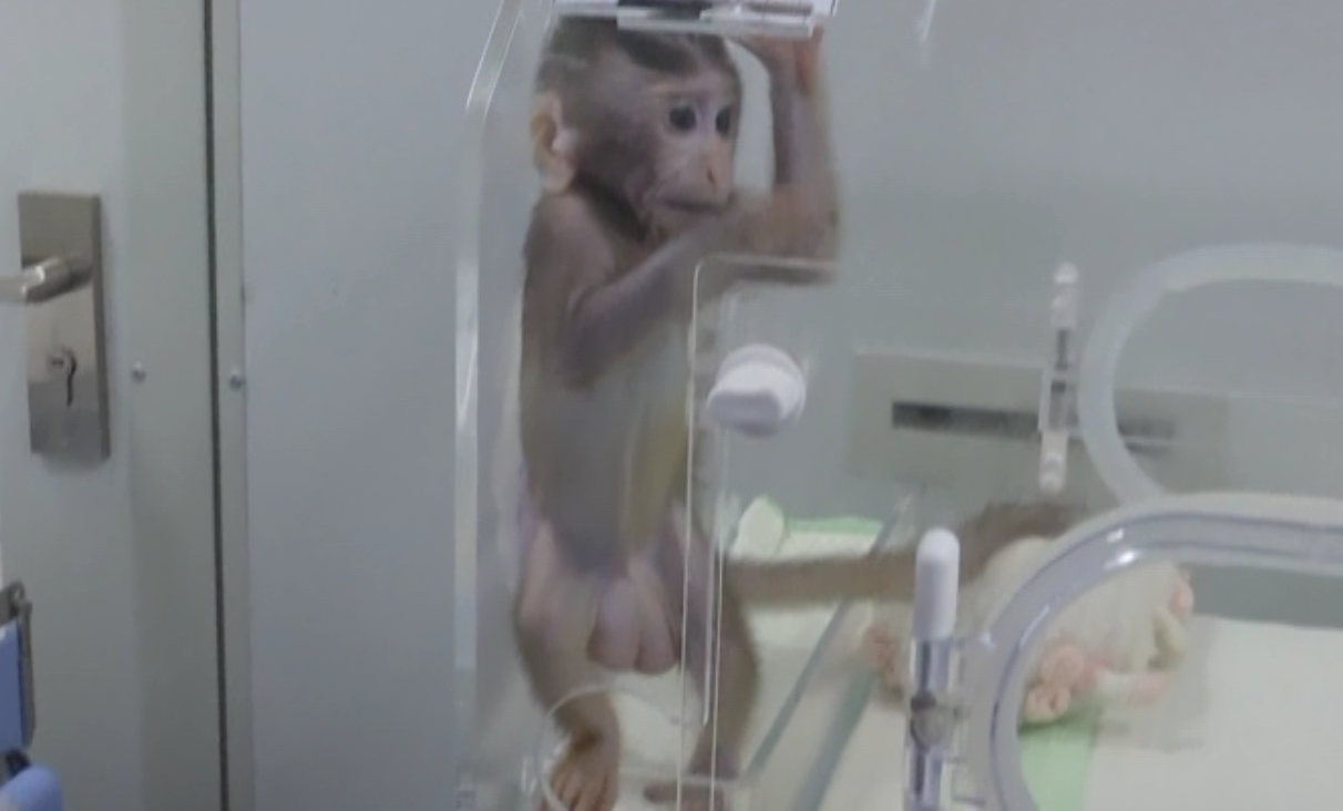 استنساخ قرد