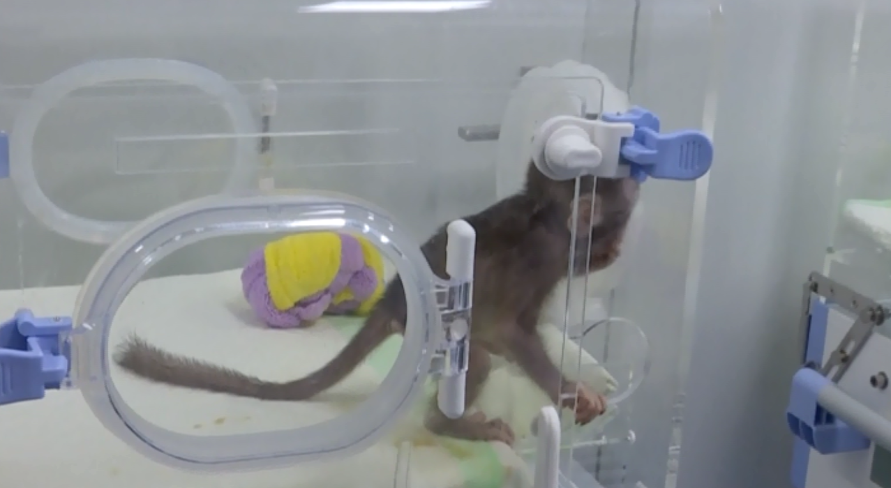 أحد القرود يلعب داخل الحضانة