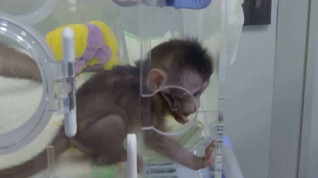 أحد القرود داخل الحضانة