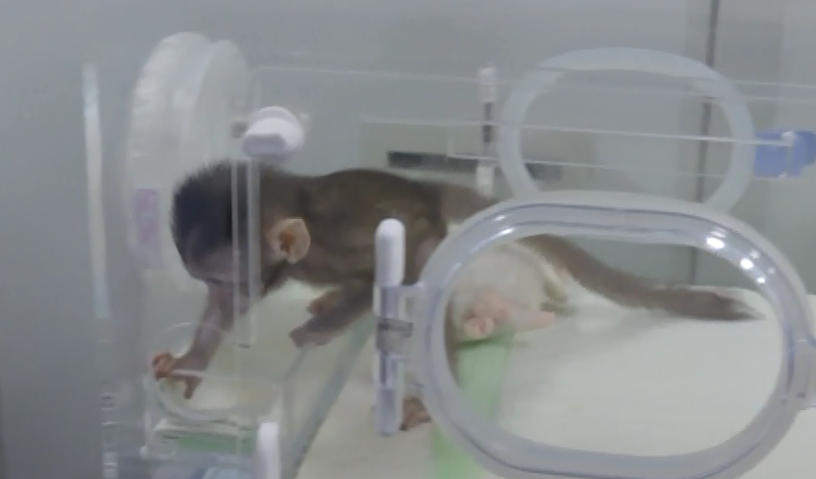 قرد مستنسخ فى الصين