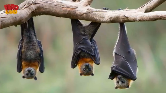 كيف يرى الخفاش (2)