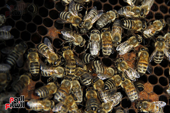 مملكة النحل العسل أشكال وألوان اليوم السابع
