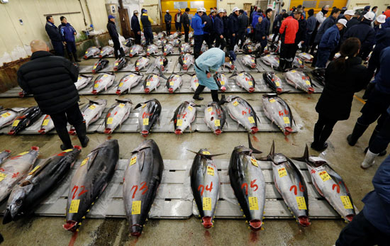 أكبر سوق سمك فى العالم باليابان