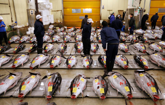 جانب من  أكبر سوق سمك فى العالم باليابان
