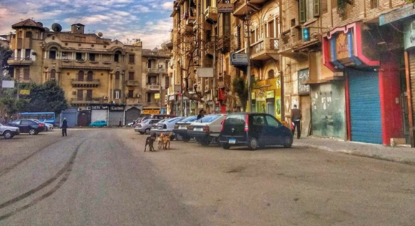 الكلاب الضالة فى مصر الجديدة