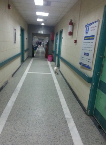 القطط داخل المستشفى