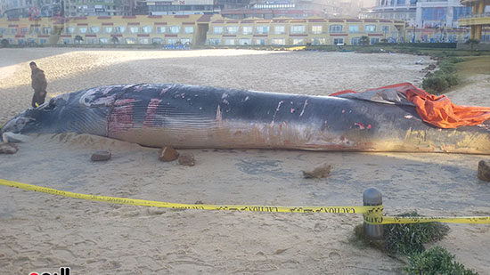 الحوت على شاطئ الإسكندرية