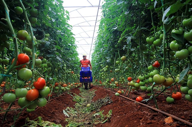 الطماطم الخضراء وسيلة خداع المصدرين لحملات التفتيش الإيرانية