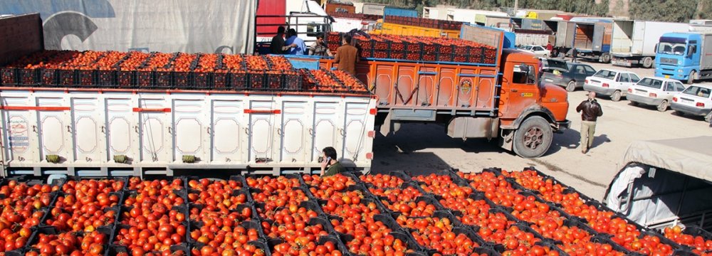 الحكومة الإيرانية حاولت حظر تصدير الطماطم دون جدوى