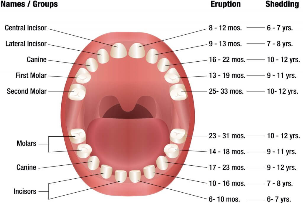 ظهور الأسنان