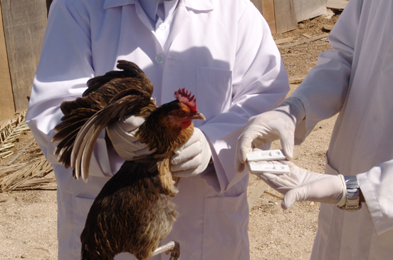 طرق الوقاية من امراض الدجاج