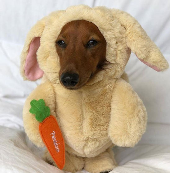 كلب يرتدى أرنب
