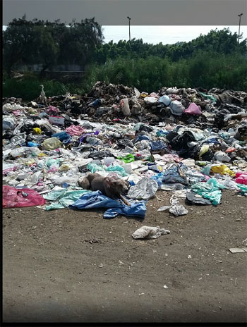انتشار القمامة والمخلفات الطبية خلف مصنع طنطا للزيوت (2)