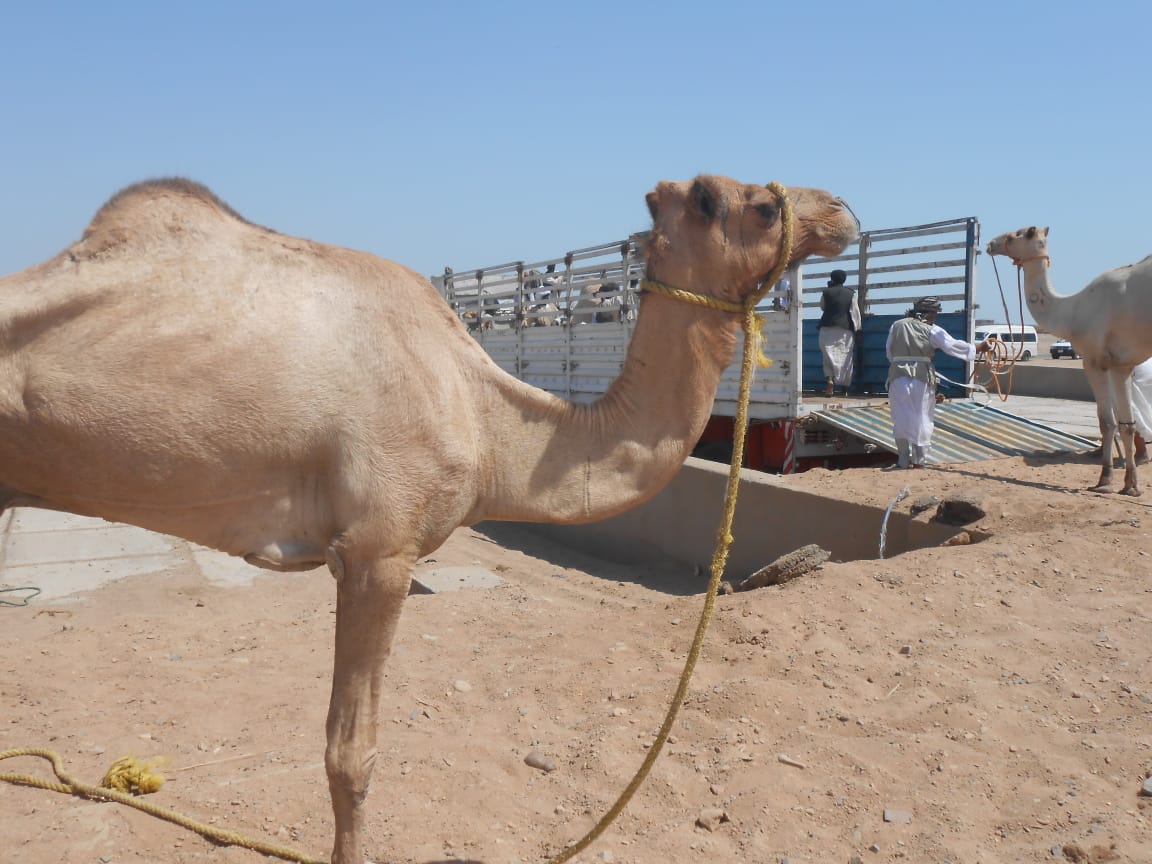 الوشم على الجمال بالبحر الأحمر (2)