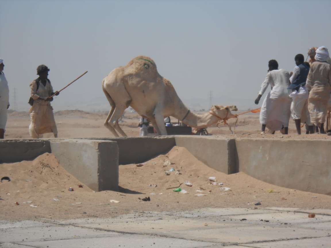 الوشم على الجمال بالبحر الأحمر (1)