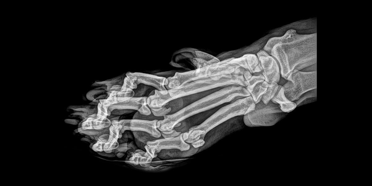 فوتوسيشن الحيوانات x-ray (9)