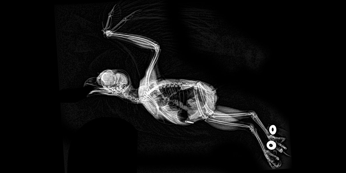فوتوسيشن الحيوانات x-ray (8)
